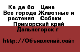 Ка де бо › Цена ­ 25 - Все города Животные и растения » Собаки   . Приморский край,Дальнегорск г.